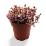 Callisia Repens Pink Panther Grande