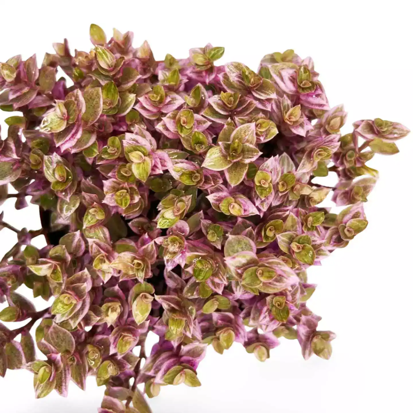 Callisia-Repens-Pink-Panther_5.webp Callisia Repens Pink Panther Grande - Imagen 2