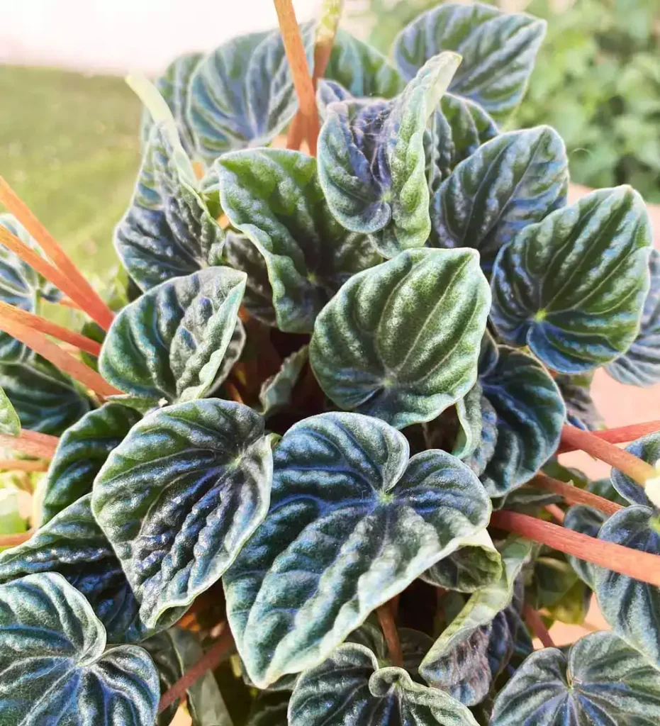 Cascara de Nuez peperomia de rizo esmeralda 03 - Suculentas y Cactus directos del Productor