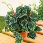 Peperomia de Rizo Esmeralda