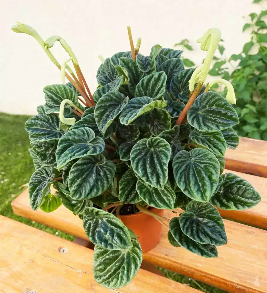 Cascara de Nuez peperomia de rizo esmeralda - Suculentas y Cactus directos del Productor