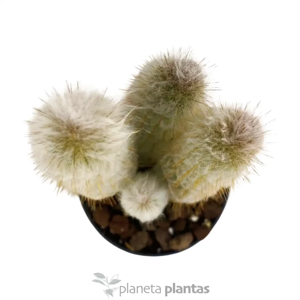 Cephalocereus 1 - Suculentas y Cactus directos del Productor