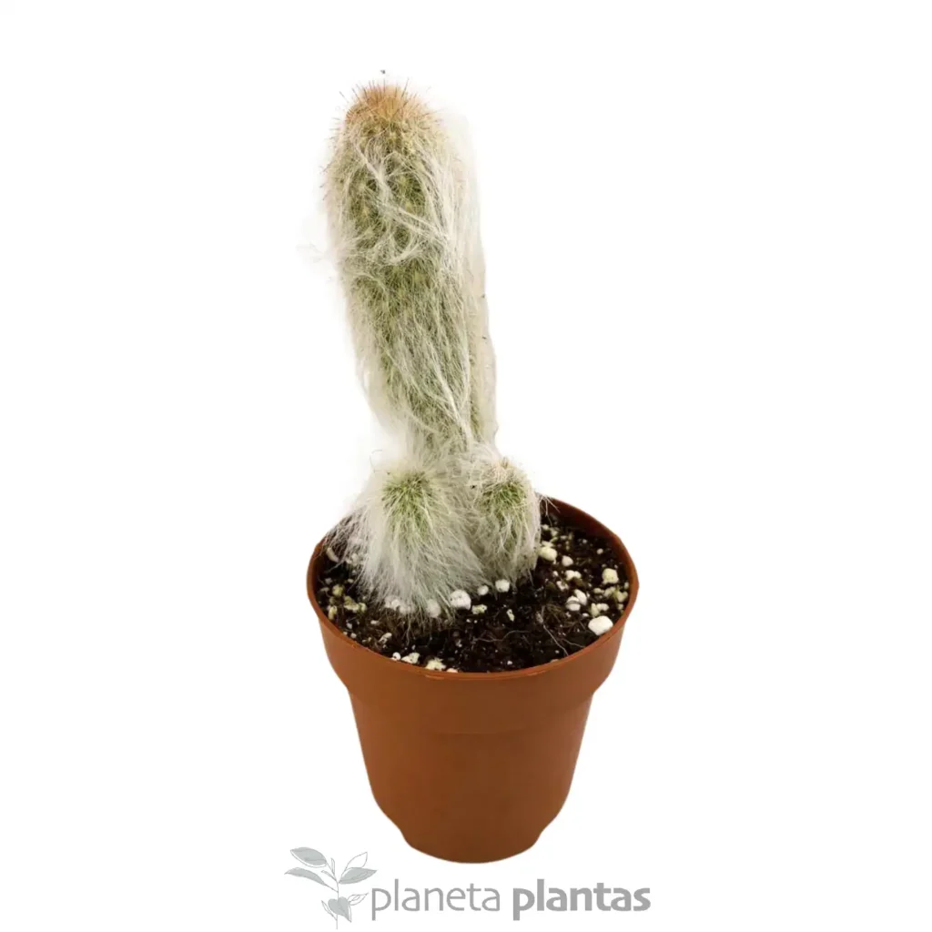 Cephalocereus Cabea - Suculentas y Cactus directos del Productor