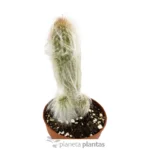 Cephalocereus Cabea - Imagen 4