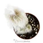 Cephalocereus Cabea - Imagen 3