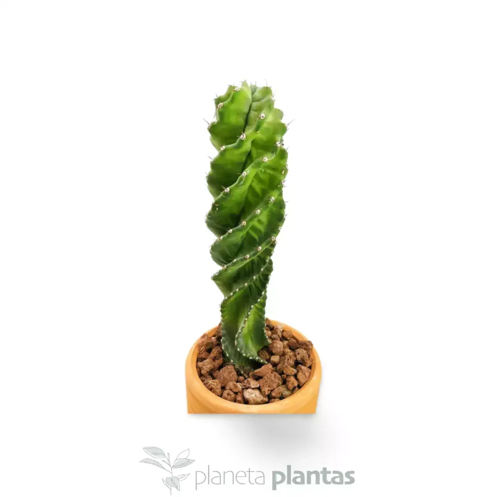 Cereus Forbesii Spiralis - Suculentas y Cactus directos del Productor