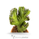 Cereus Peruvianus Monstruosa Cristata