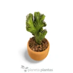 Cereus Peruvianus Monstruosa Cristata - Imagen 6