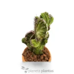 Cereus Peruvianus Monstruosa Cristata - Imagen 3