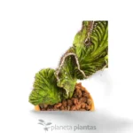 Cereus Peruvianus Monstruosa Cristata - Imagen 7