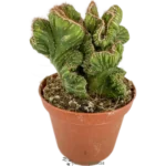 Cactus Espiral Colección - (Cereus Forbesii )