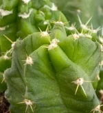 Echinocereus viereckii - Imagen 4