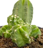 Echinocereus viereckii - Imagen 3