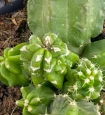 Echinocereus viereckii - Imagen 2