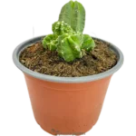 Echinocereus viereckii