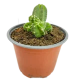 Echinocereus viereckii