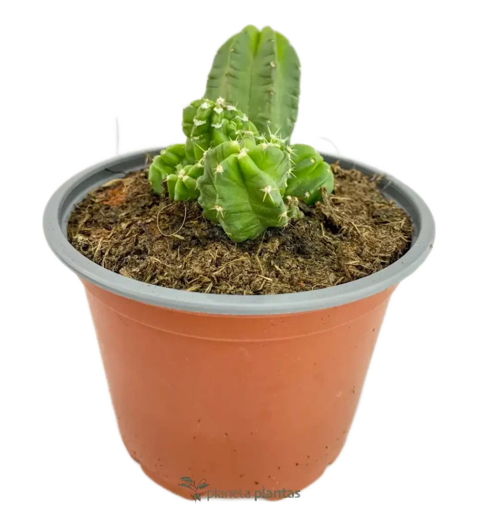 Cereus forbesii mod2 - Suculentas y Cactus directos del Productor