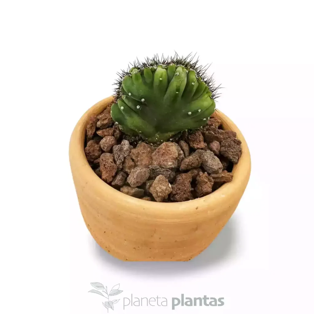 Cereus peruvianus monstruoso crestato 025 02 - Suculentas y Cactus directos del Productor