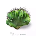 Cereus Peruvianus Monstruosa Cristata MOD025 - Imagen 3