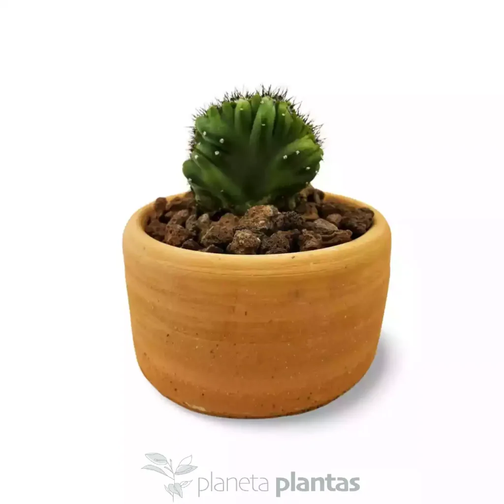 Cereus peruvianus monstruoso crestato 025 - Suculentas y Cactus directos del Productor