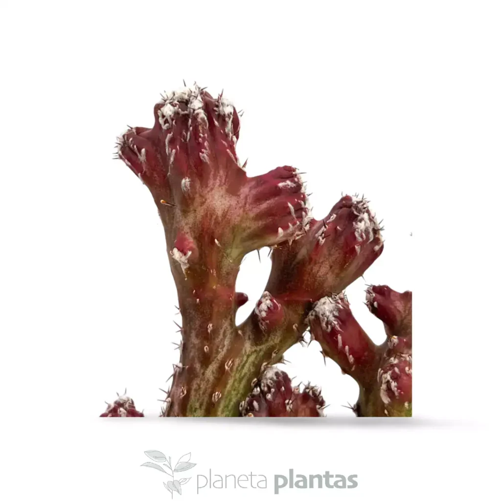 Cereus spegazzinii fma. crestada 03 - Suculentas y Cactus directos del Productor