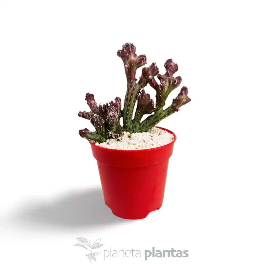 Cereus spegazzinii fma. crestada - Suculentas y Cactus directos del Productor