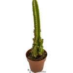 Castillo De Adas - (Cereus Tetragonus)