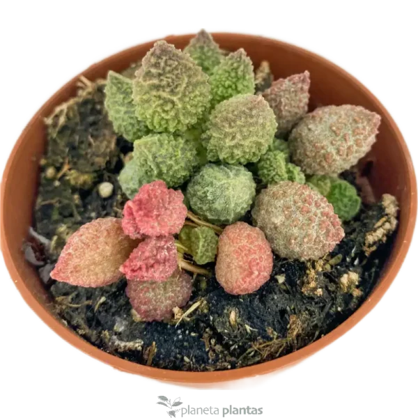 Ceropegia migiurtina