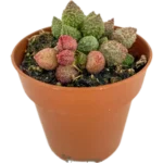Adromischus marianae herrei -Vaina De Ardilla