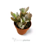 Cotyledon papillaris