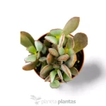 Cotyledon papillaris - Imagen 3