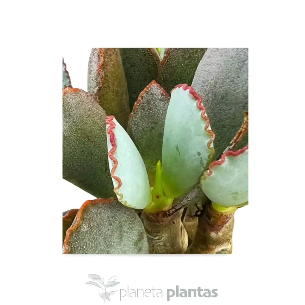Cotyledon papillaris - Suculentas y Cactus directos del Productor