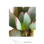 Cotyledon papillaris - Imagen 2