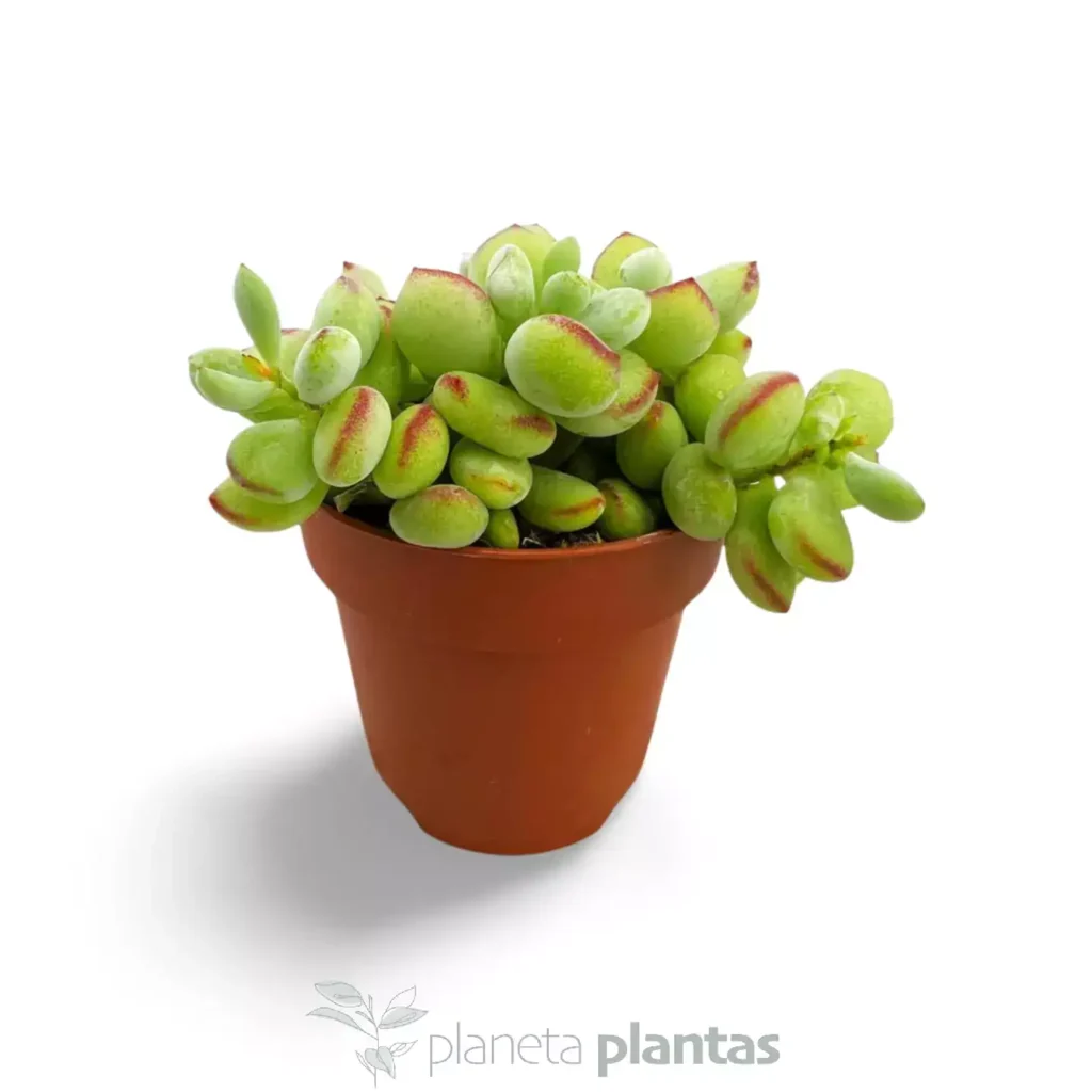 Cotyledon pendens 03 - Suculentas y Cactus directos del Productor