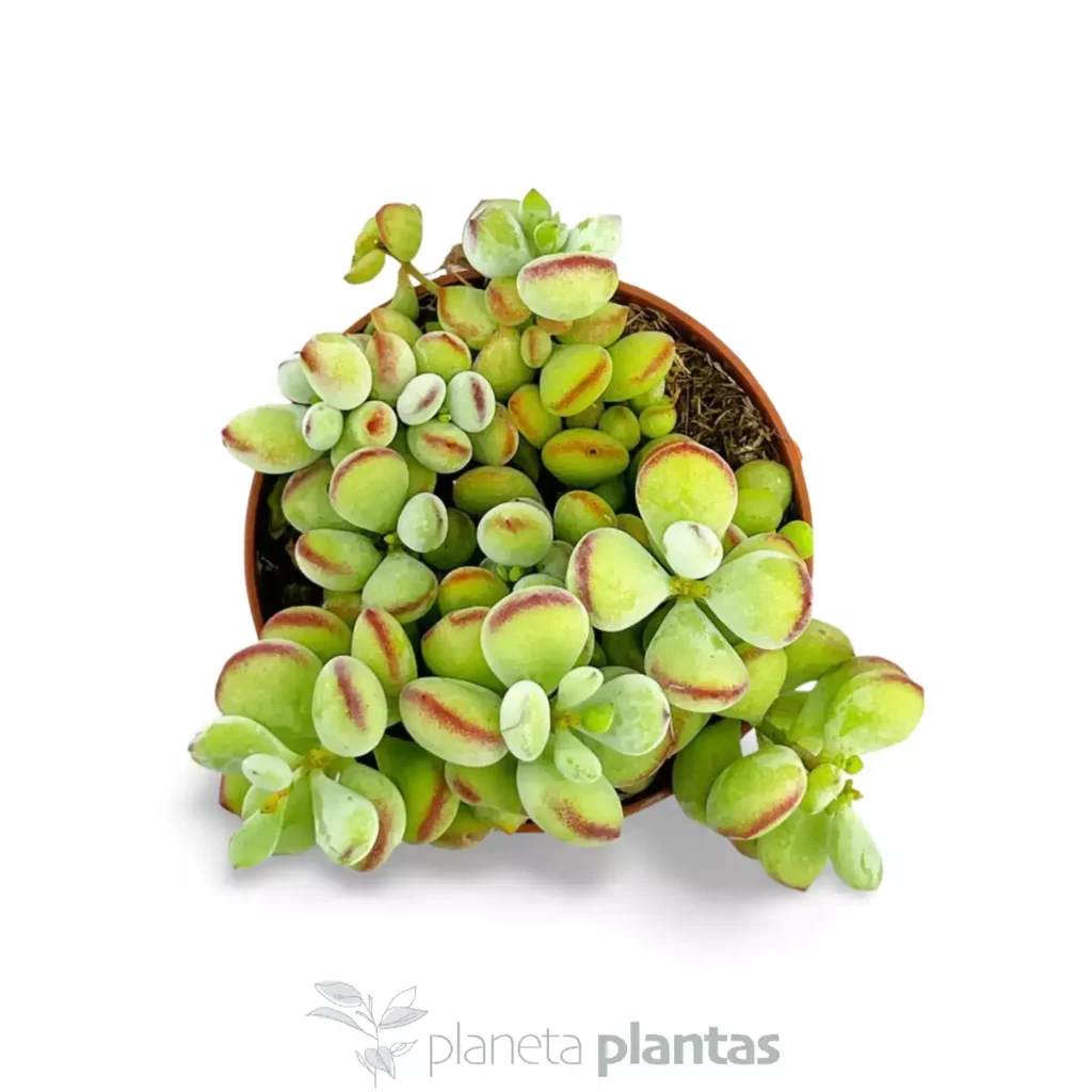 Cotyledon pendens - Suculentas y Cactus directos del Productor