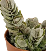 Crassula ivory pagoda - Imagen 2