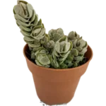Crassula ivory pagoda