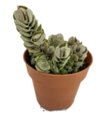 Crassula ivory pagoda