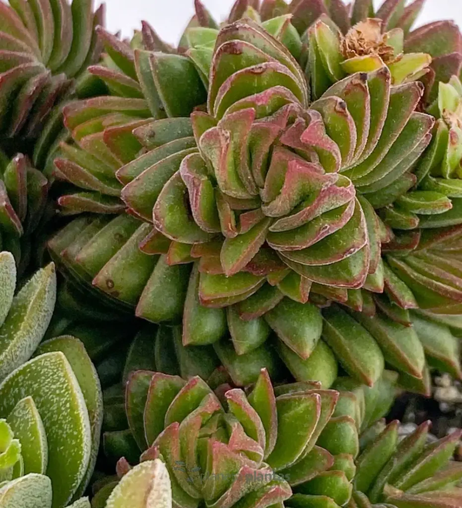 Crassula Estagnol 01 - Suculentas y Cactus directos del Productor
