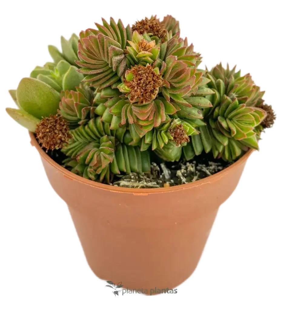 Crassula Estagnol - Suculentas y Cactus directos del Productor