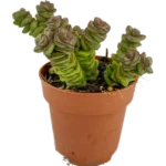 Collar De Jade - (Crassula Jade Necklace)