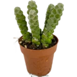 Crassula Moonglow
