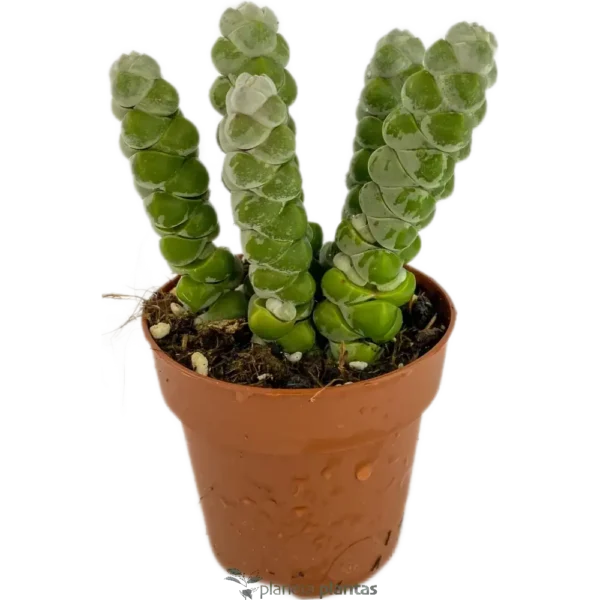 Crassula Moonglow