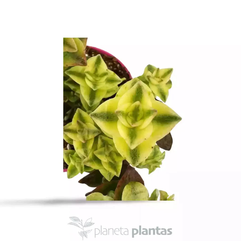 Crassula Perforata Variegada 04 - Suculentas y Cactus directos del Productor