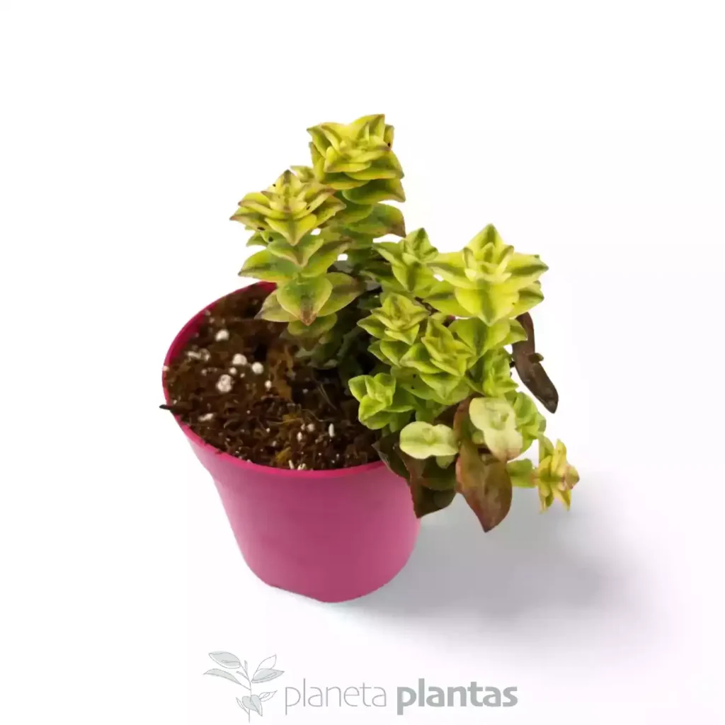 Crassula Perforata Variegada - Suculentas y Cactus directos del Productor