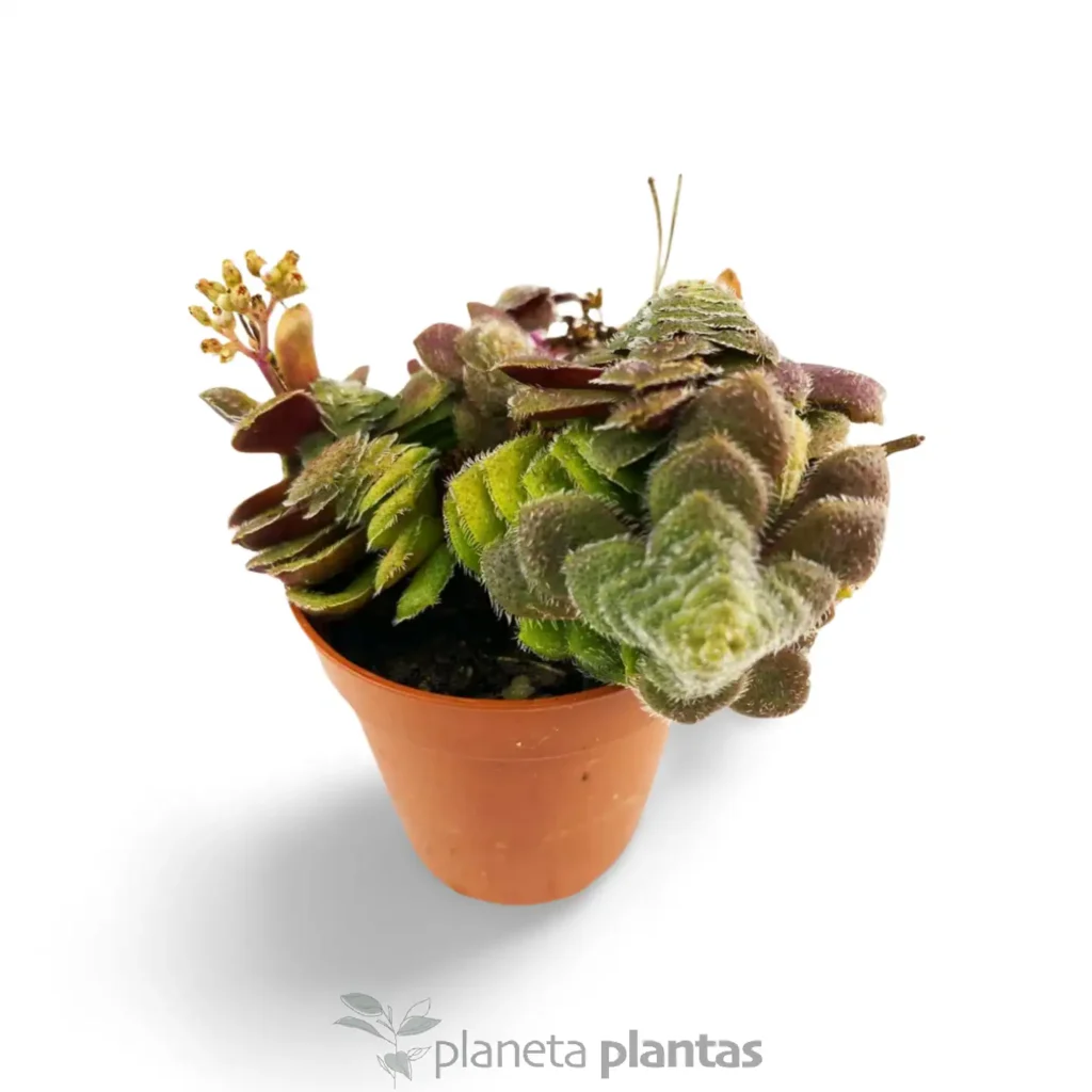 Crassula Setulosa - Suculentas y Cactus directos del Productor