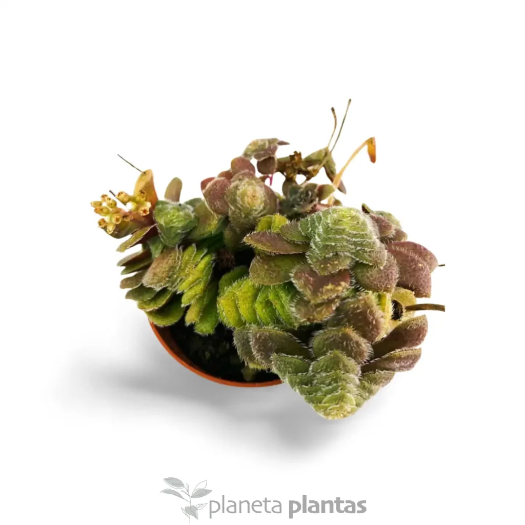 Crassula Setulosa 2 - Suculentas y Cactus directos del Productor