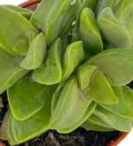 Crassula Spring Time Mod B - Imagen 2