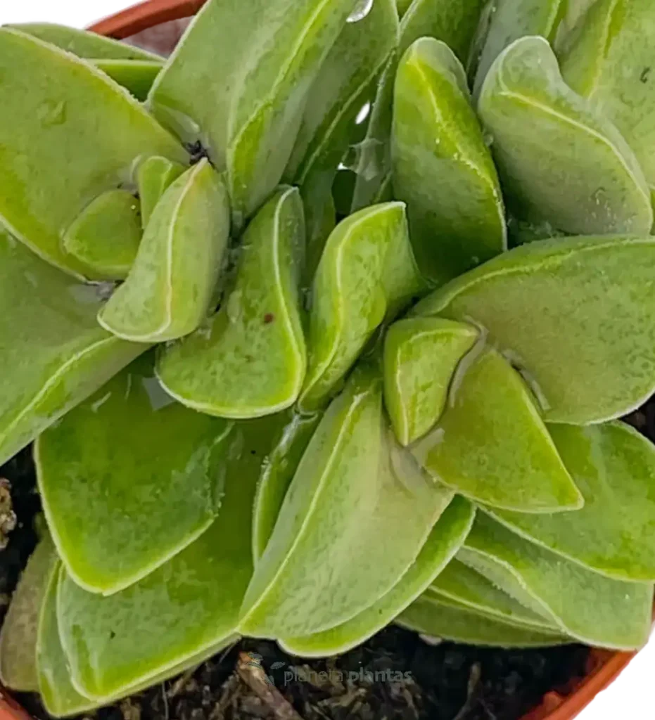 Crassula Spring Time mod1 01 - Suculentas y Cactus directos del Productor