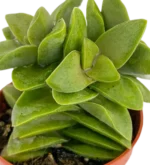 Crassula Spring Time Mod B - Imagen 3